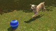 The Sims 3 Házi kedvenc (Pets) thumbnail